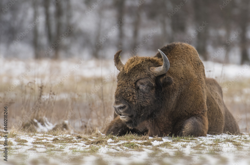 Fototapeta premium European bison (Bison bonaus)
