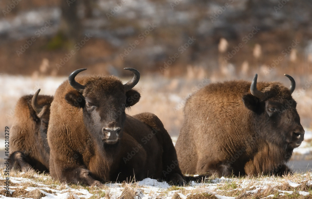 European bisons (Bison bonasus) European bisons (Bison bonasus)