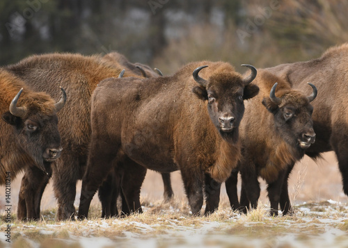 European bison (Bison bonaus)