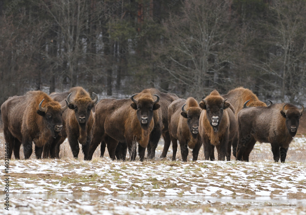 European bisons (Bison bonasus) European bisons (Bison bonasus)