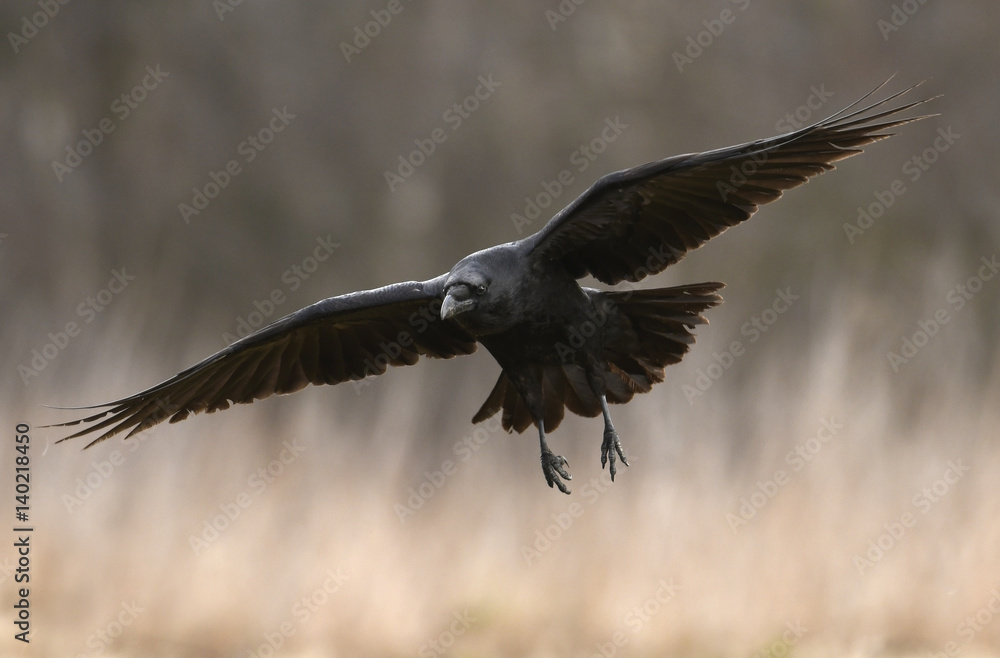 Obraz premium Common Raven (Corvus corax)