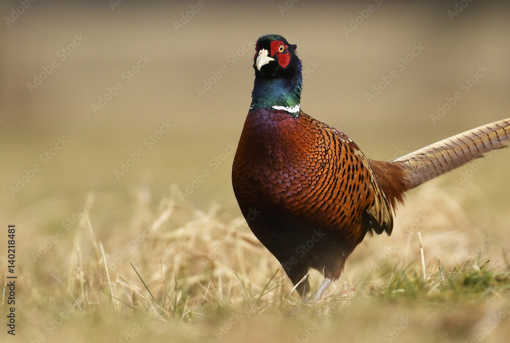 Fototapeta premium Bażant pierścieniowy (Phasianus colchicus)