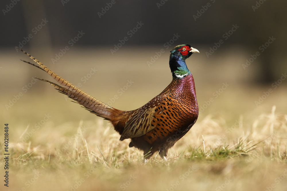 Ringneck Pheasant (Phasianus colchicus) Ringneck Pheasant (Phasianus colchicus)