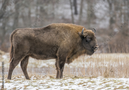 European bison  Bison bonasus 