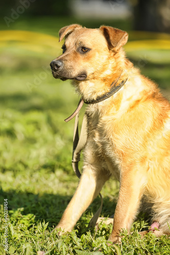 Cute brown dog with a green grass background.