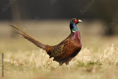 Ringneck Pheasant (Phasianus colchicus)