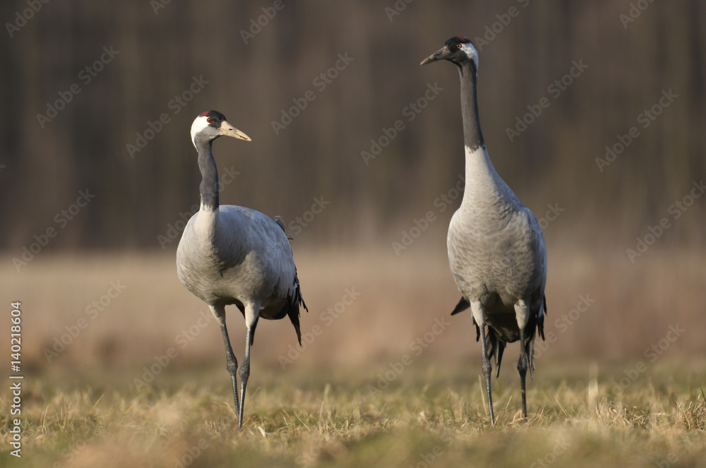 Obraz premium Common crane (Grus grus)