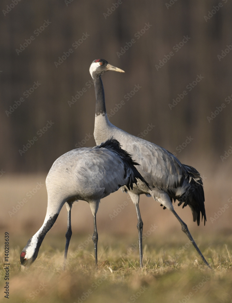 Naklejka premium Common crane (Grus grus)