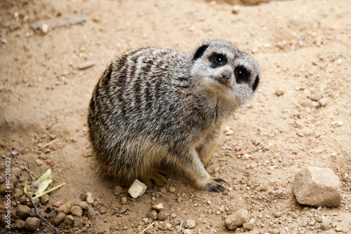 Confused Meerkat
