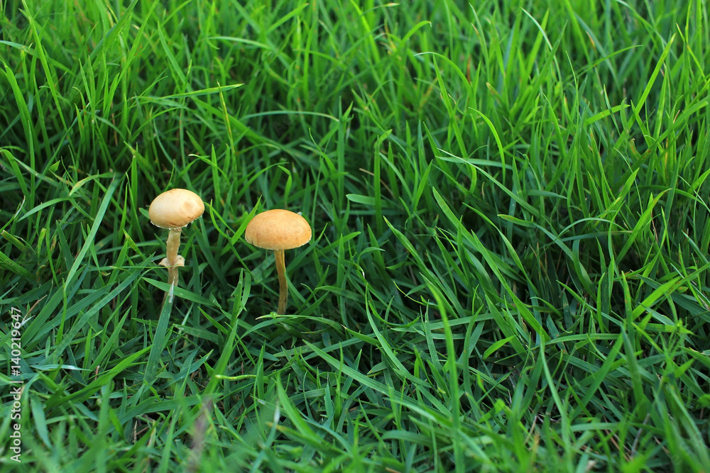 Close up of mushroom in the forest Close up of mushroom in the forest