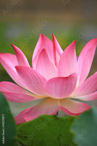 Pink lotus flower blossom