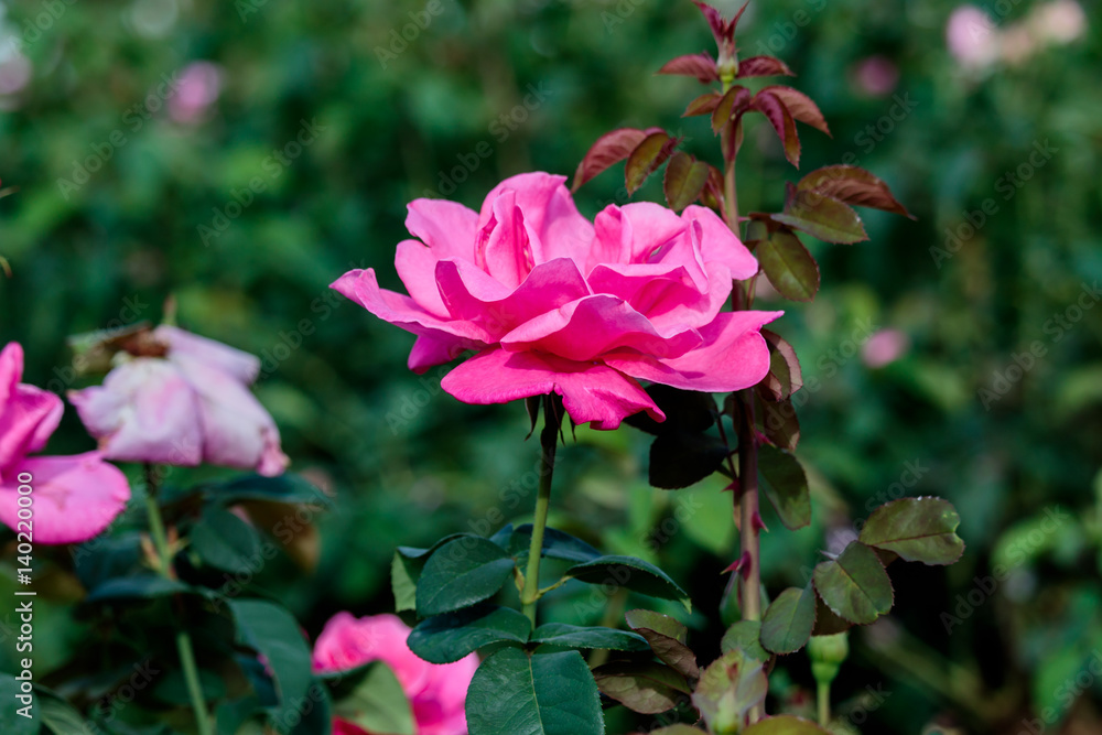 fresh roses in natural background in garden fresh roses in natural background in garden