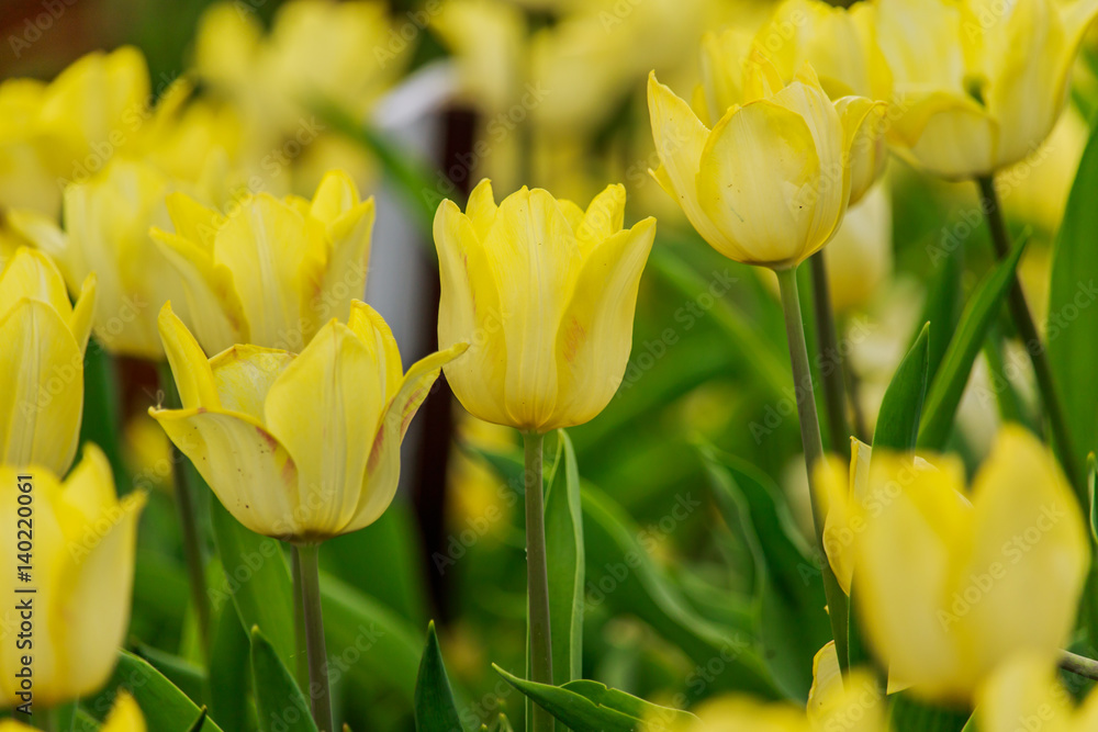 Beautiful yellow tulips blooming in the garden Beautiful yellow tulips blooming in the garden