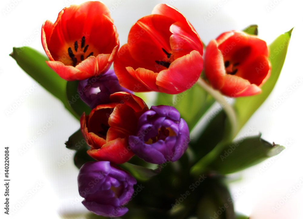spring red and violet tulips