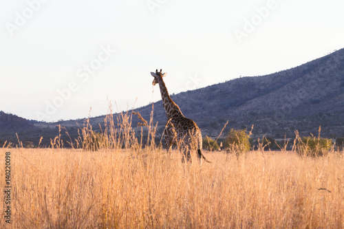 Giraffe from South Africa  Pilanesberg National Park. Africa