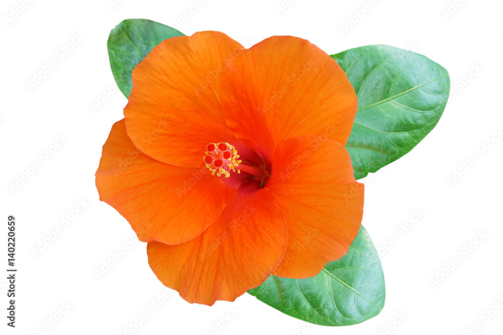 Orange Hibiscus on white background with path Orange Hibiscus on white background with path