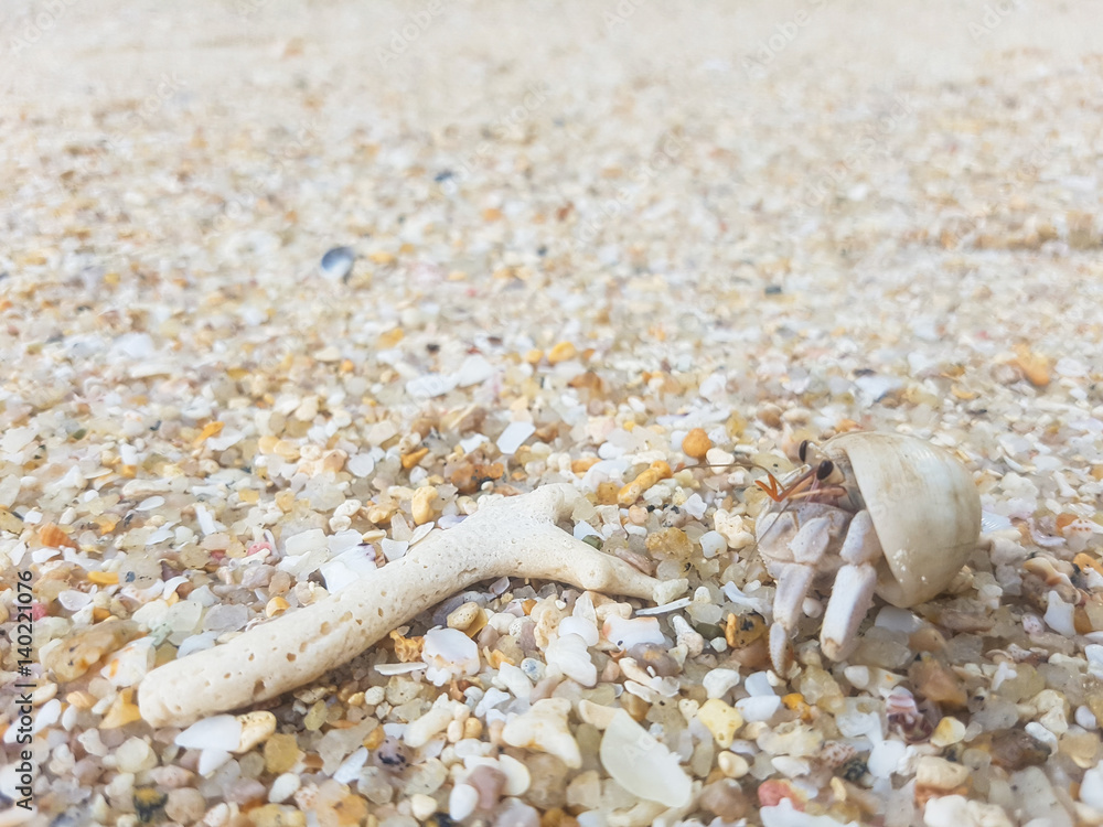 The journey of Hermit Crab on the beach. The journey of Hermit Crab on the beach.