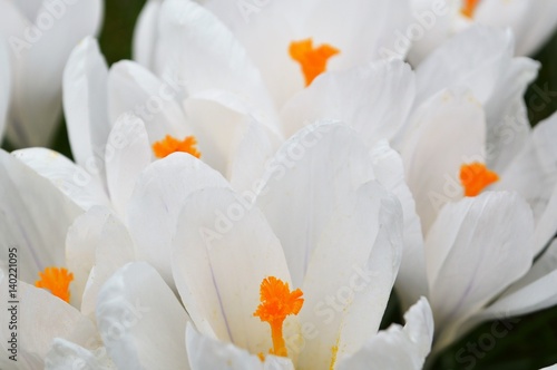 Fototapeta Naklejka Na Ścianę i Meble -  Colourful Spring Crocus Flowers.
