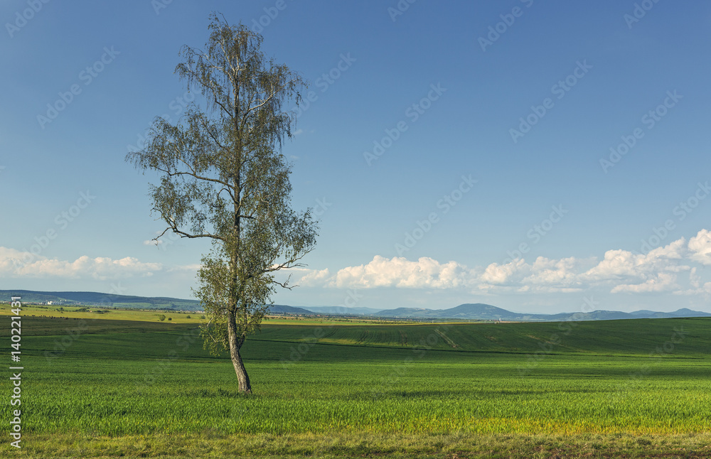 Springtime rural landscape with solitary tree in a green wheat field. Springtime rural landscape with solitary tree in a green wheat field.