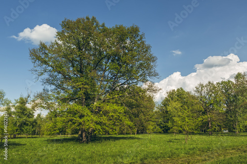 Sunny summer landscape with oak tree in the middle of a green glade.