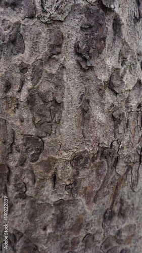  bark pattern
