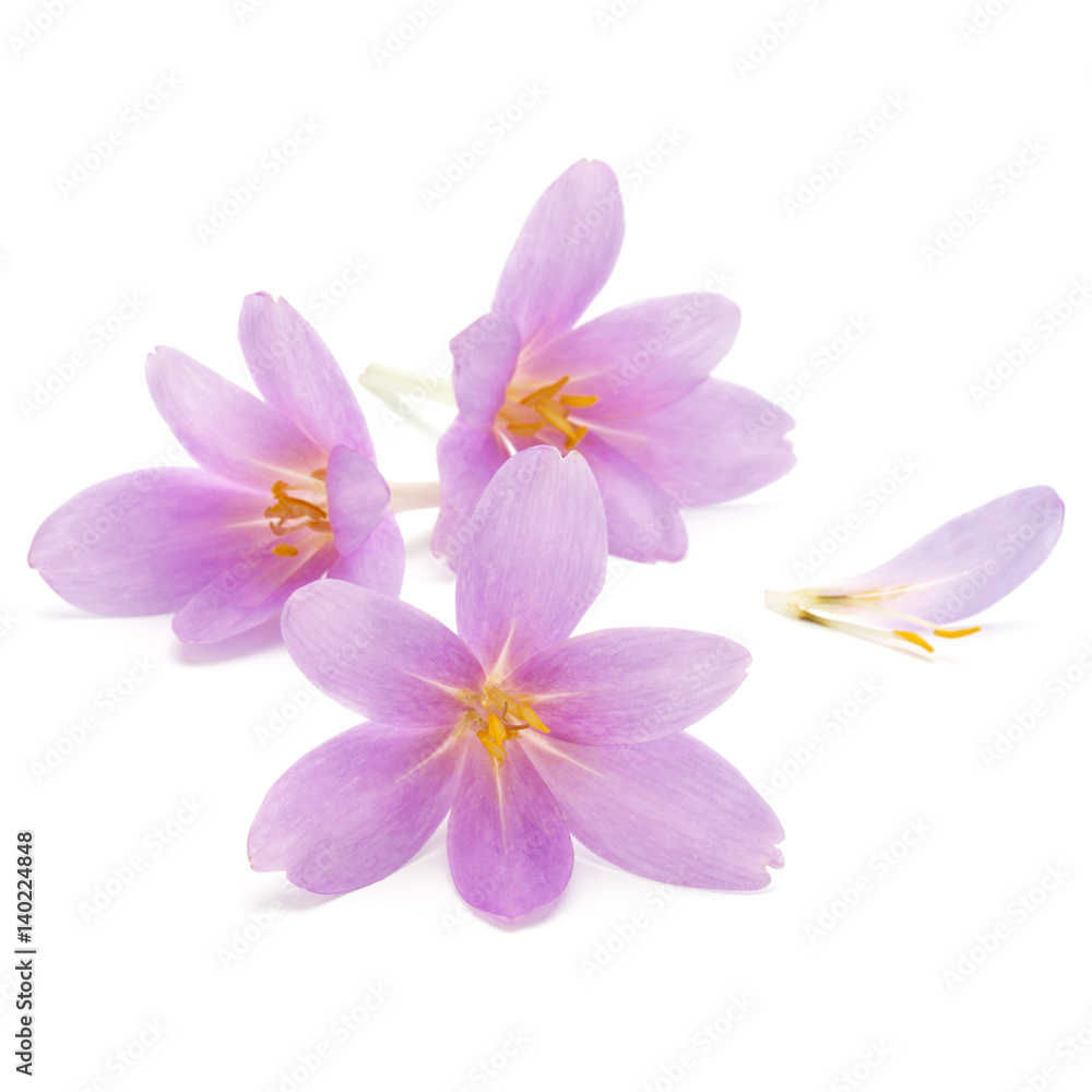 lilac crocus flowers isolated on white background lilac crocus flowers isolated on white background