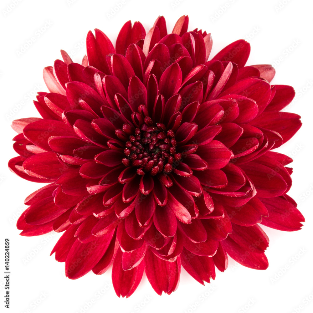 Red chrysanthemum flower isolated on white Stock Photo | Adobe Stock