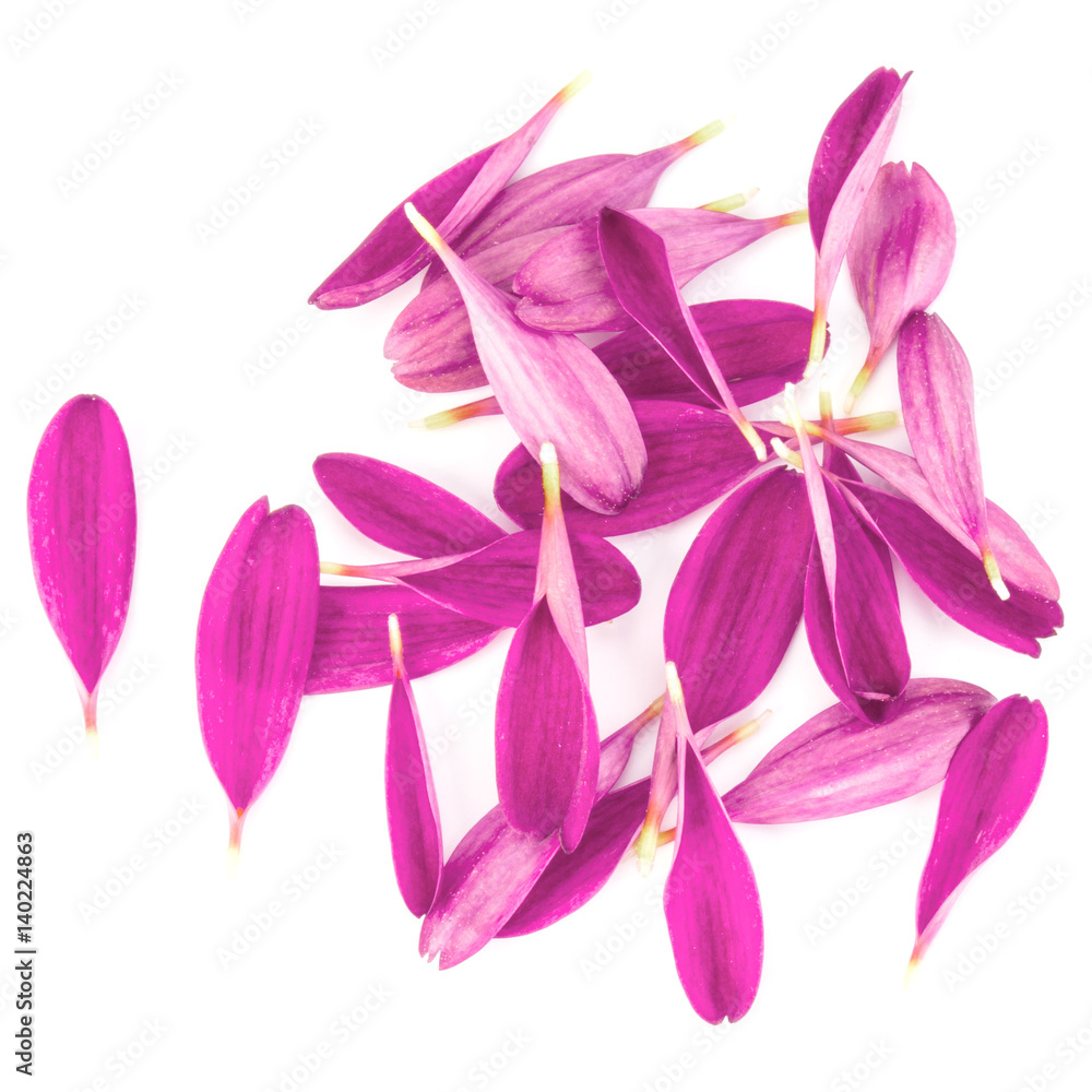 Lilac chrysanthemum flower petals isolated on white background Lilac chrysanthemum flower petals isolated on white background