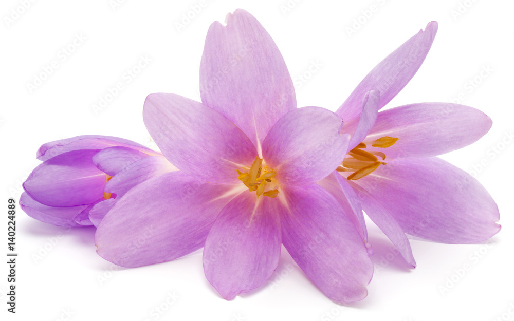 lilac crocus flowers isolated on white background lilac crocus flowers isolated on white background