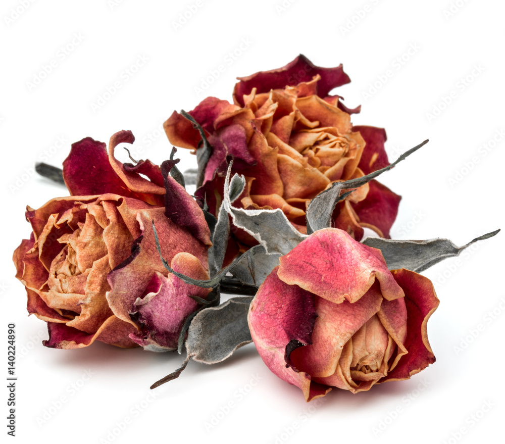 dried rose flower head isolated on white background cutout dried rose flower head isolated on white background cutout