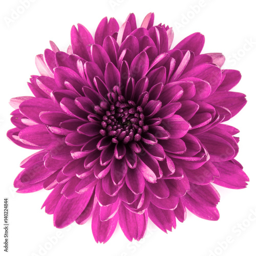 Fotografering Lilac chrysanthemum flower isolated on white background