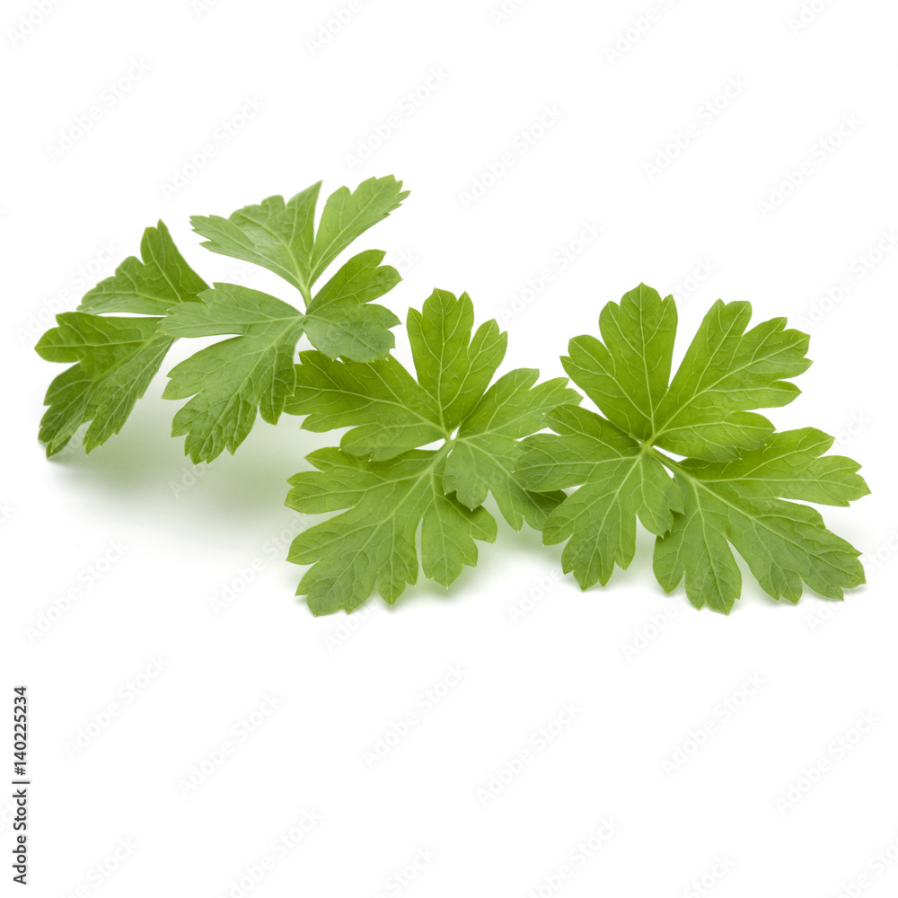 Fresh parsley herb leaves isolated on white background Fresh parsley herb leaves isolated on white background