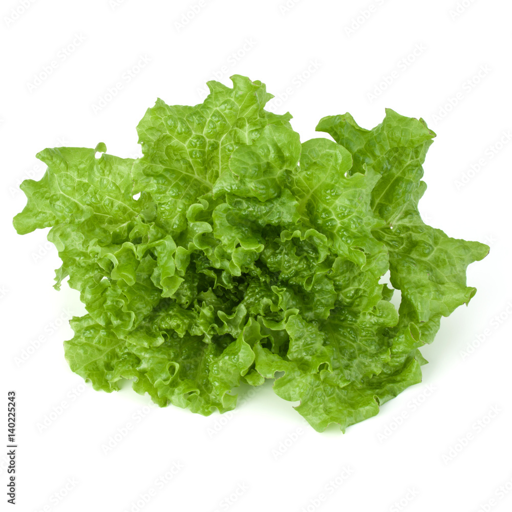 fresh green lettuce salad leaves isolated on white background fresh green lettuce salad leaves isolated on white background