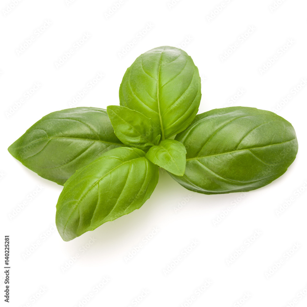 Sweet basil herb leaves isolated on white background closeup Sweet basil herb leaves isolated on white background closeup