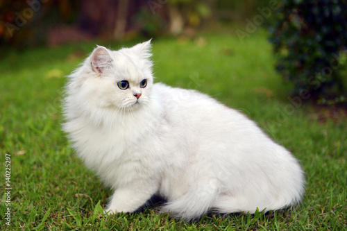 cute Cat on a lawn