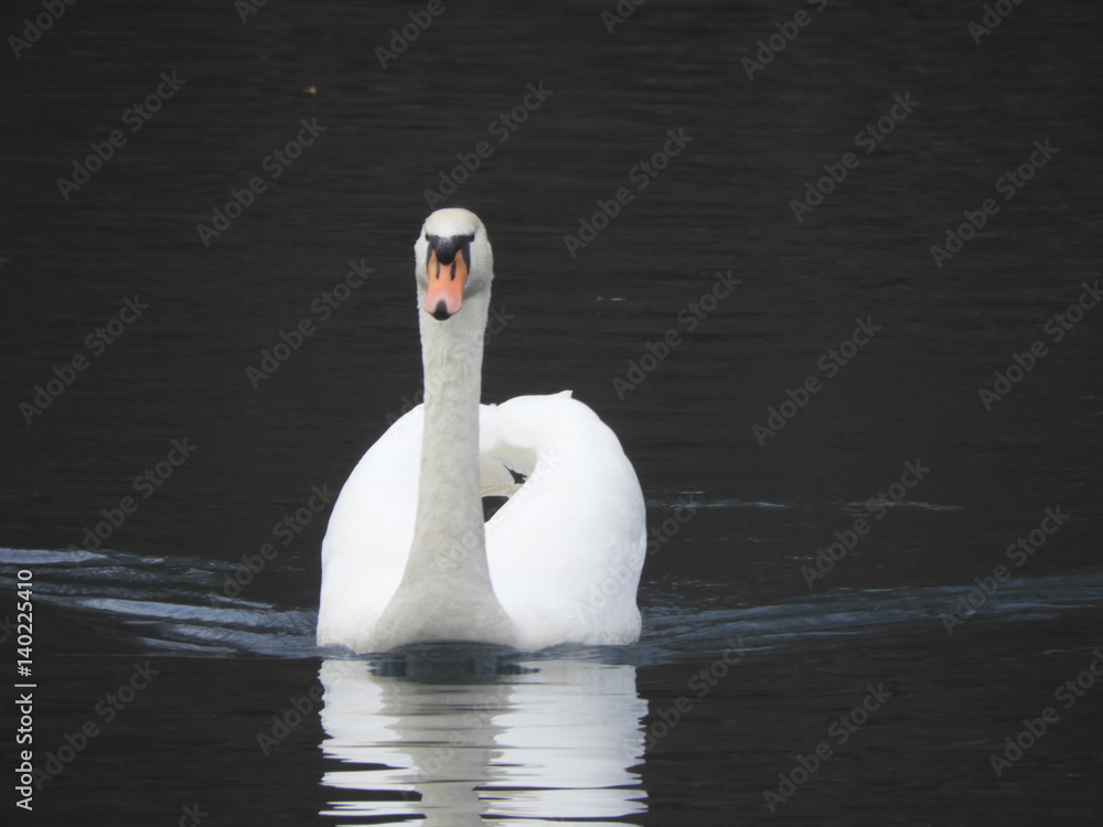 Obraz premium Schwan