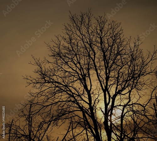 дерево в лучах солнца © andros1983