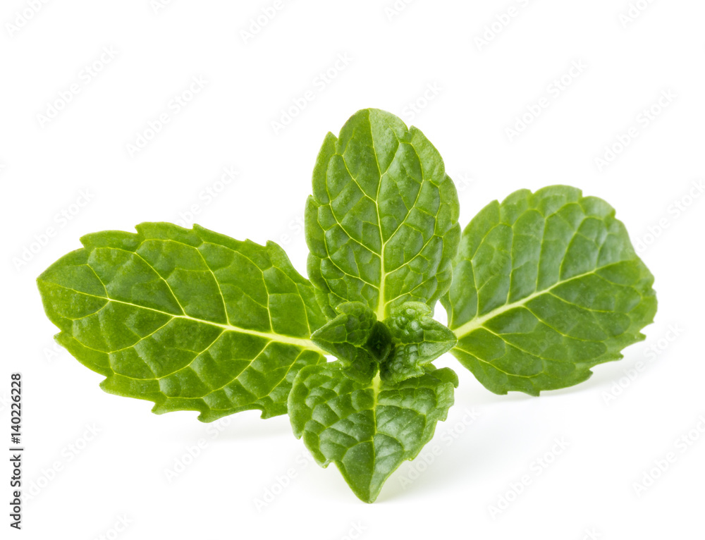Fresh mint herb leaves isolated on white background cutout Fresh mint herb leaves isolated on white background cutout