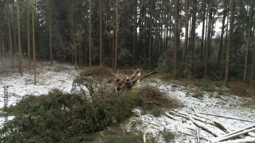 AERIAL CLOSE UP, DISTANCING: Flying above loggers removing branches from the trunks of fallen trees cutting them off with a chainsaw. Deforestation in dense forest in the wilderness in the wintertime photo