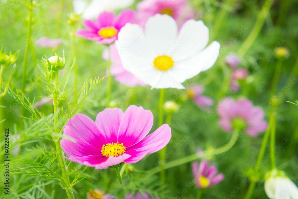 flowers, cosmos white and pink flowers in the park ,colorful flowers , pastel style