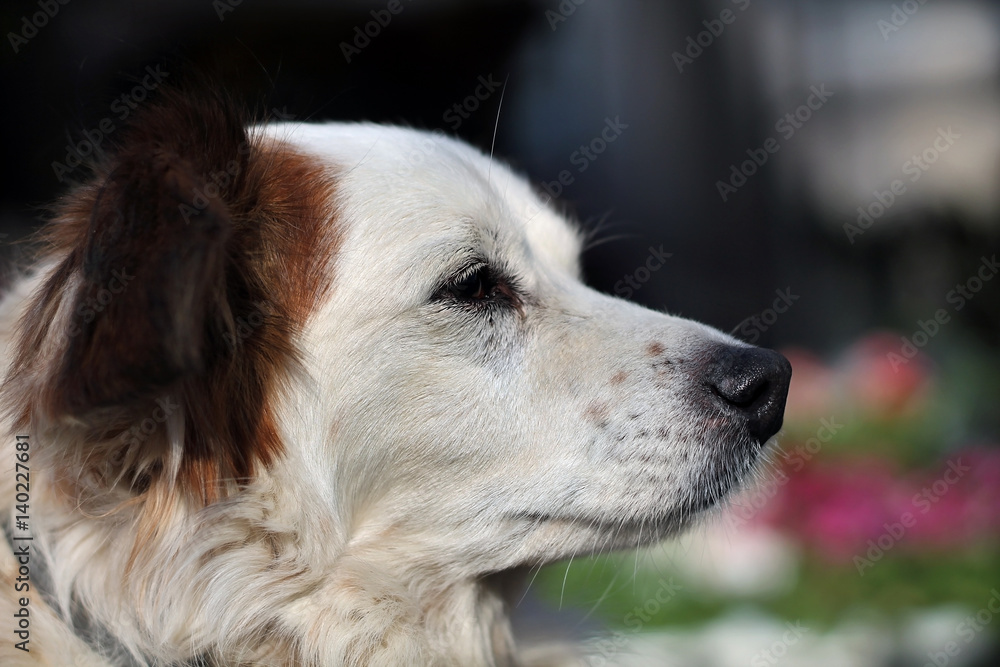 Dog Profile Dog Profile