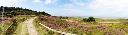 Sommer in der Duhner Heide in Cuxhaven an der Nordseeküste