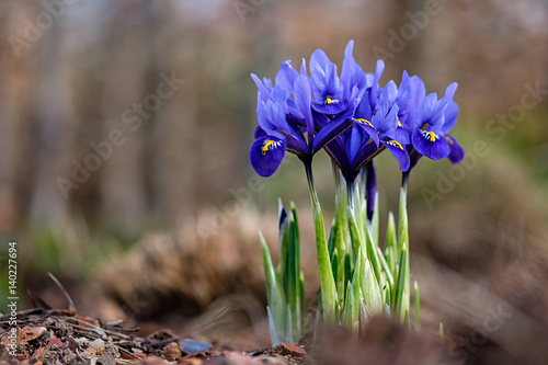 Iris reticulata photo