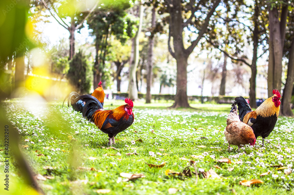 Fototapeta premium Roosters and chicken in the park in Lisbon, Portugal