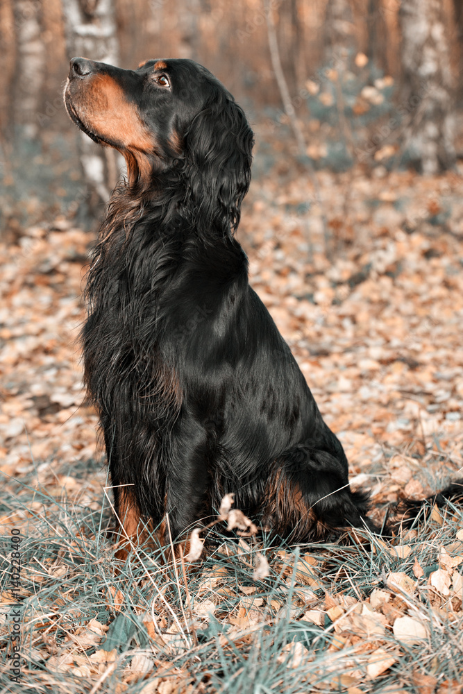 Dog Gordon Setter sitting on brown autumn leaves