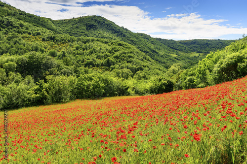 Picturesque poppy field in Marche Italy