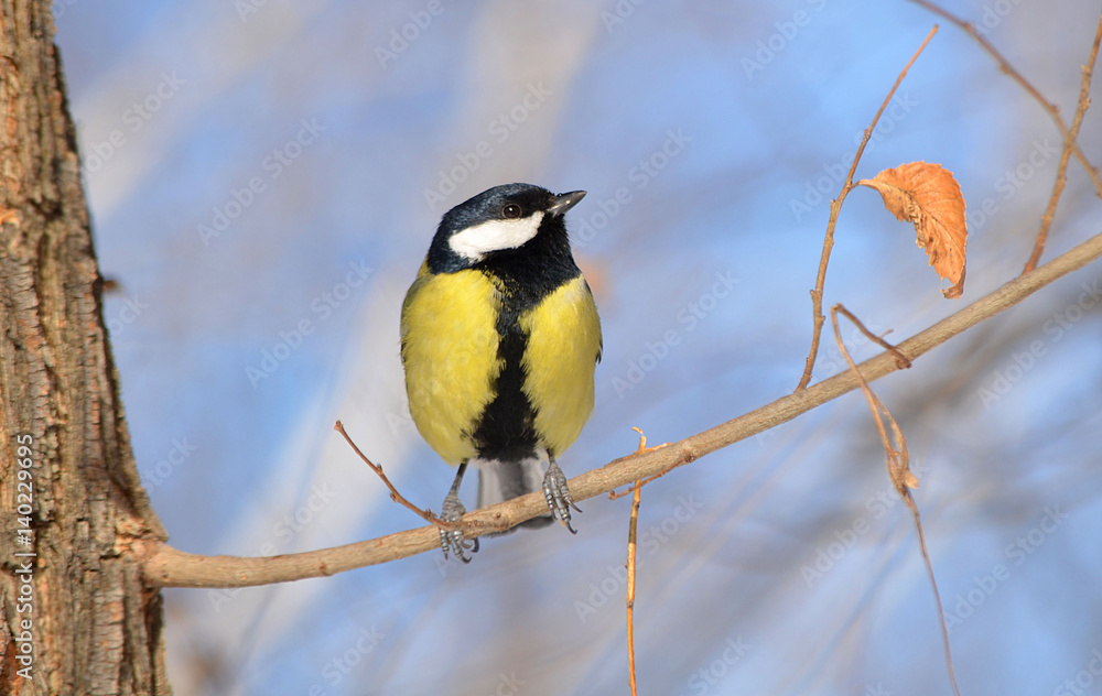 Fototapeta premium Синица на ветке.