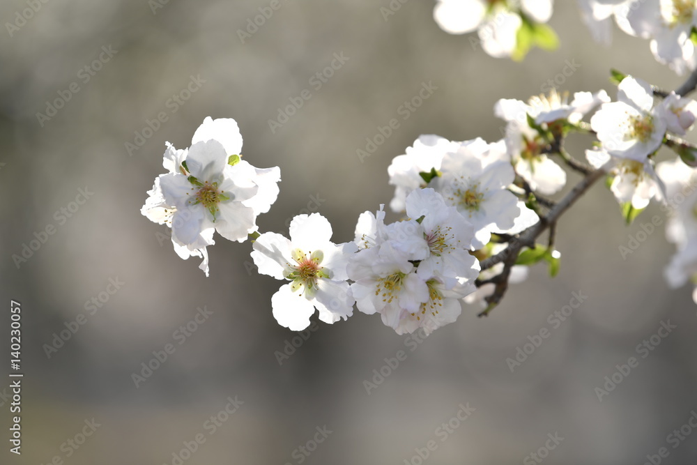 The almond tree white flowers on branch at spring