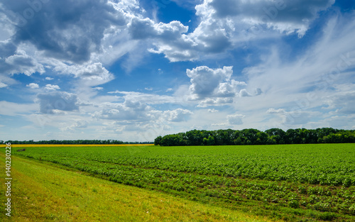 forage field