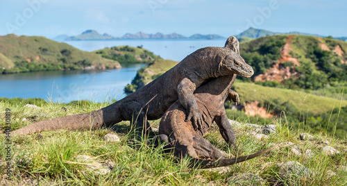 The Fighting Komodo dragons  Varanus komodoensis  for domination. It is the biggest living lizard in the world. Island Rinca. Indonesia.